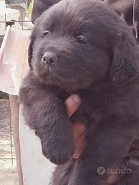 Labrador retriever neri e flat coated reitreiver