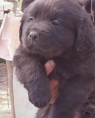Labrador retriever neri e flat coated reitreiver