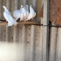 Colombe pavoncelle leggi