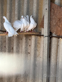 Colombe pavoncelle leggi