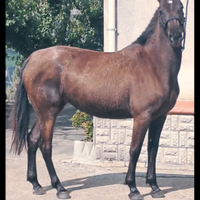 Cavalle andaluse gravide e un puledro