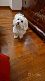 Maltese