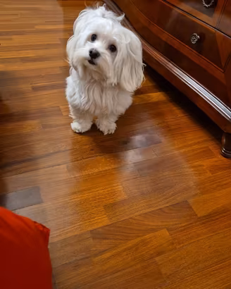 Maltese
