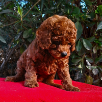 Maschio Barboncino toy da 3,5 mese Asiatico