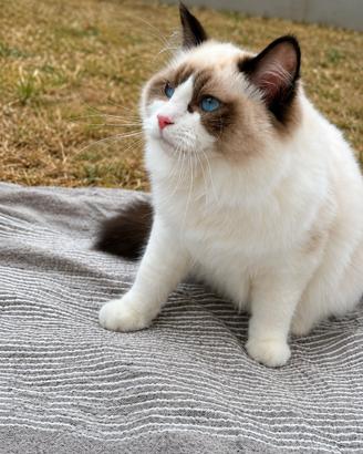 Cucciola Ragdoll con pedigree 