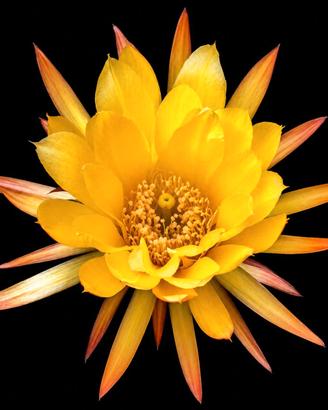 Echinopsis 021 da collezione- scegli la tua pianta