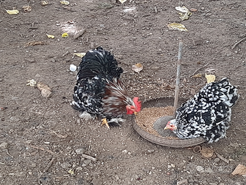 Coppia cocincina nana picchiettata