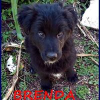 Brenda, cucciola 3 mesi, una meraviglia che sogna