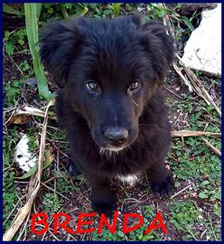 Brenda, cucciola 3 mesi, una meraviglia che sogna