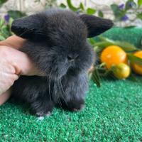 Minilop dark sable coniglio nano