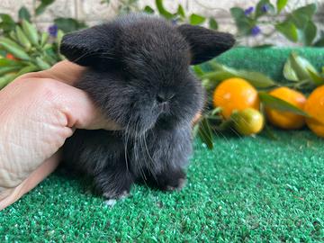 Minilop dark sable coniglio nano