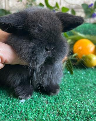 Minilop dark sable coniglio nano