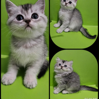 British Shorthair cuccioli occhi verdi pedigree