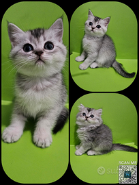 British Shorthair cuccioli occhi verdi pedigree