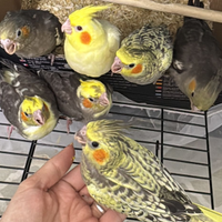 Calopsite allevate a mano