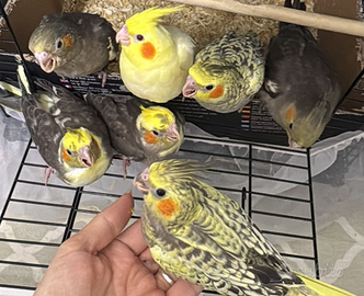 Calopsite allevate a mano