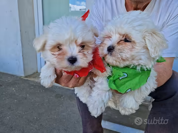 Cuccioli di maltese