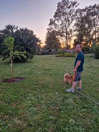 Pensione per cani piccola e media taglia a Latina