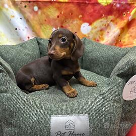 Cucciolo di Bassotto cioccolato maschio