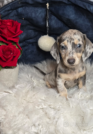 Bassotto Kaninchen/nano