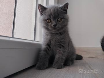 British shorthair cucciolo