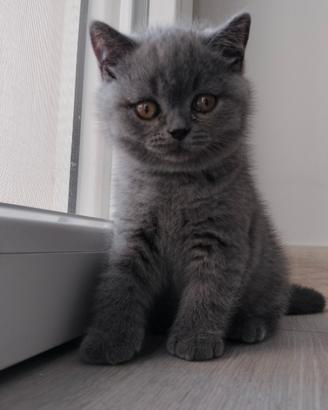British shorthair cucciolo