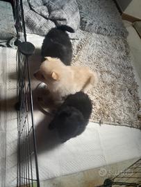 Volpini spitz