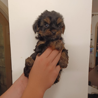 Yorkshire Terrier cuccioli