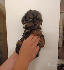 Yorkshire Terrier cuccioli