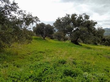 Terreno con uliveto, panoramico, a Misilmeri