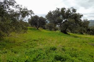 Terreno con uliveto, panoramico, a Misilmeri