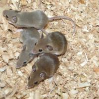 Topini pigmei africani