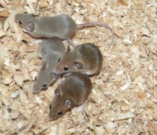 Topini pigmei africani