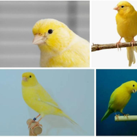 Canarini gialli e arancioni