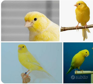 Canarini gialli e arancioni