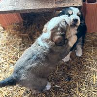 Cucciole pastore maremmano e bovaro