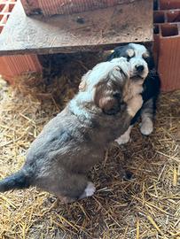 Cucciole pastore maremmano e bovaro