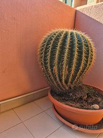 Cactus, cuscino della suocera 
