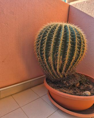 Cactus, cuscino della suocera 