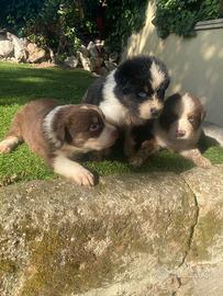 Cuccioli di pastore australiano