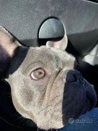 Bulldog Francese per monta