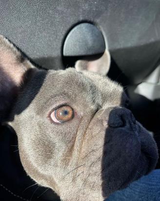 Bulldog Francese per monta