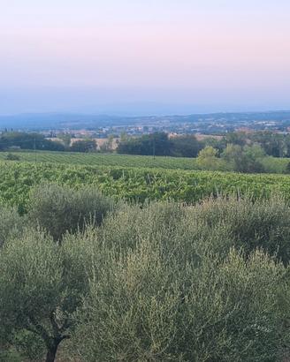 Casale e vigneti