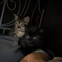 I gatti hanno urgenza di una casa accogliente