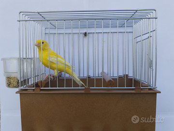 Canarini Timbrado Spagnolo