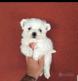 Maltese mini toy