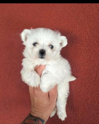 Maltese mini toy