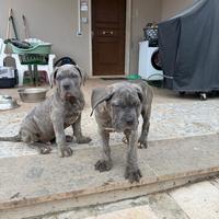 Cuccioli corso italiani