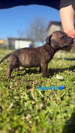 American pitbull blue fawn