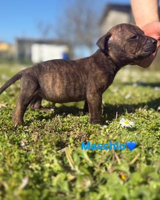 American pitbull blue fawn